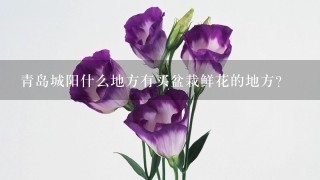 青岛城阳什么地方有买盆栽鲜花的地方？