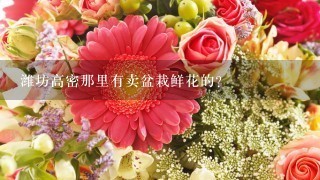 潍坊高密那里有卖盆栽鲜花的？