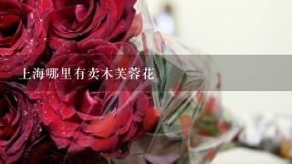 上海哪里有卖木芙蓉花