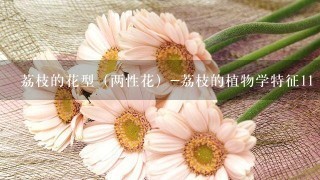 荔枝的花型（两性花）-荔枝的植物学特征11