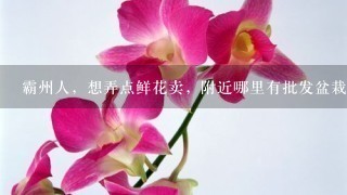 霸州人，想弄点鲜花卖，附近哪里有批发盆栽鲜花的？越近越好，谢谢了。