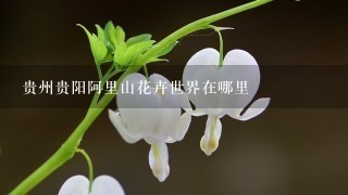 贵州贵阳阿里山花卉世界在哪里