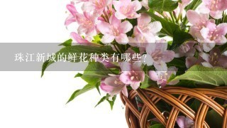 珠江新城的鲜花种类有哪些?